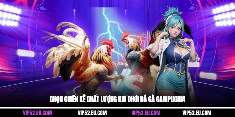 Chọn chiến kê chất lượng khi chơi đá gà Campuchia