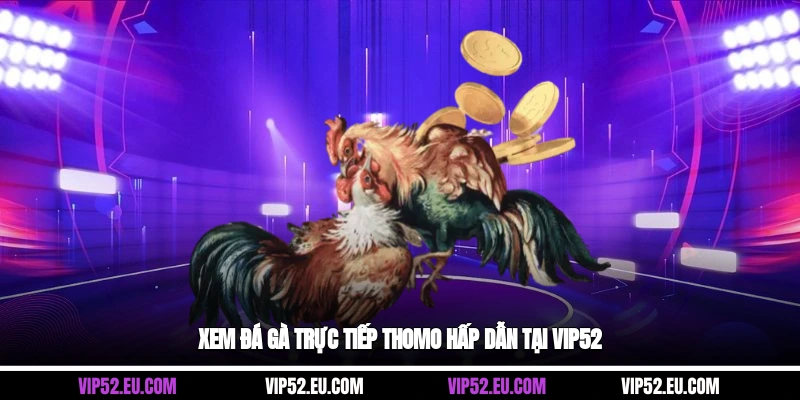 Xem đá gà trực tiếp Thomo hấp dẫn tại Vip52